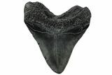 Fossil Megalodon Tooth - South Carolina #299435-2